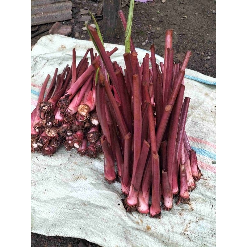 Bibit Talas Bogor / Talas Ungu / Pratama 3 (50 btg)