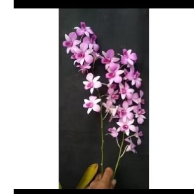 anggrek dendrobium mentangai keiki-anggrek dendrobium dewasa