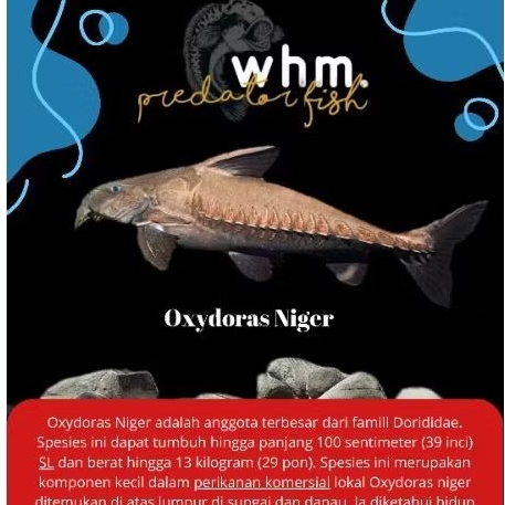 Oxydoras Niger 20 cm (mainan ikan)