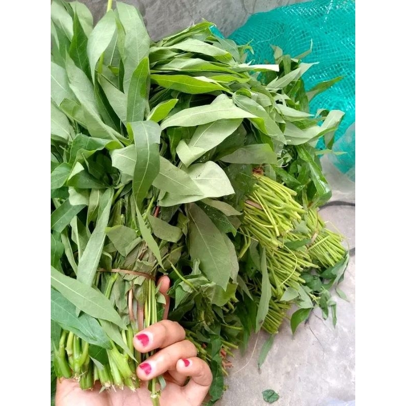 Daun singkong muda
