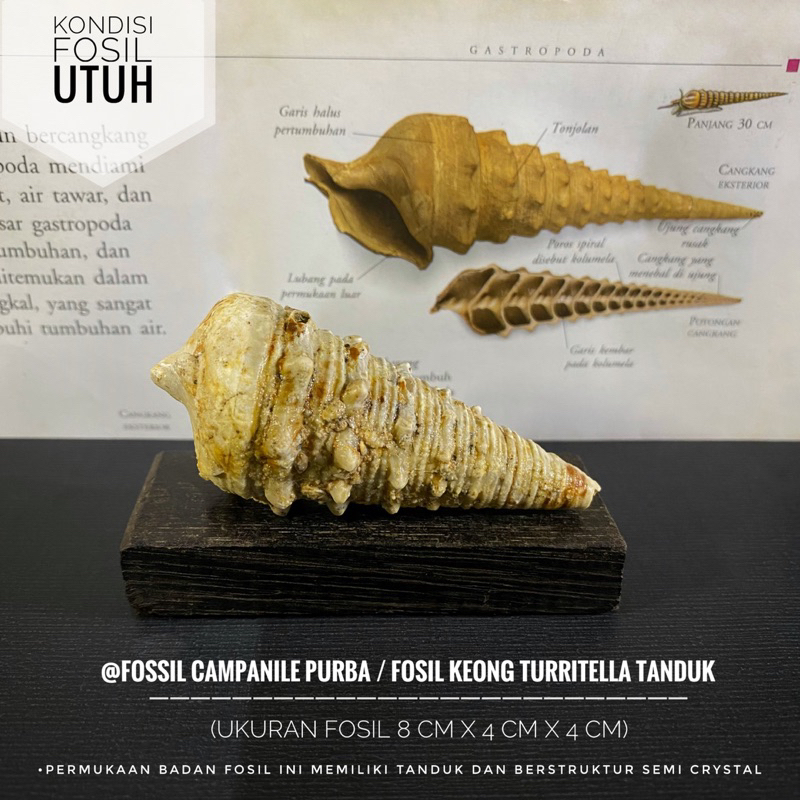Fosil Keong Campanile Purba atau Fossil Turritella Tanduk Natural atau Fosil Keong Semi Crystal atau