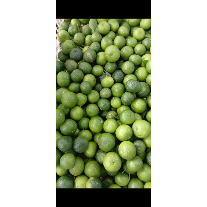 

jeruk limau fresh 1kg