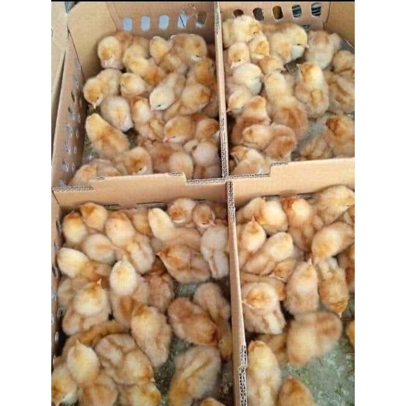 doc ayam petelur Per box isi 100 ekor ( Lohman )