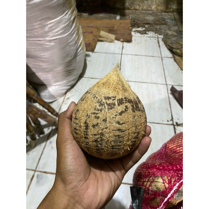 

nyuh daksina/kelapa daksina bali/kelapa tua bali
