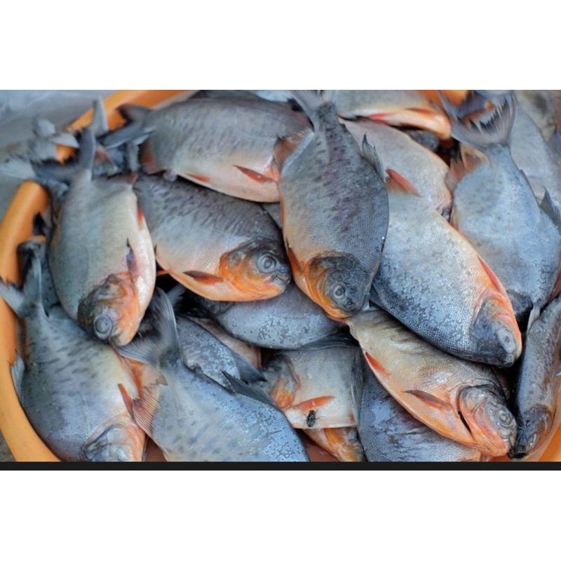 

Jual bawal hidup/segar air tawar, langsung diambil dari kolam saat pemesanan