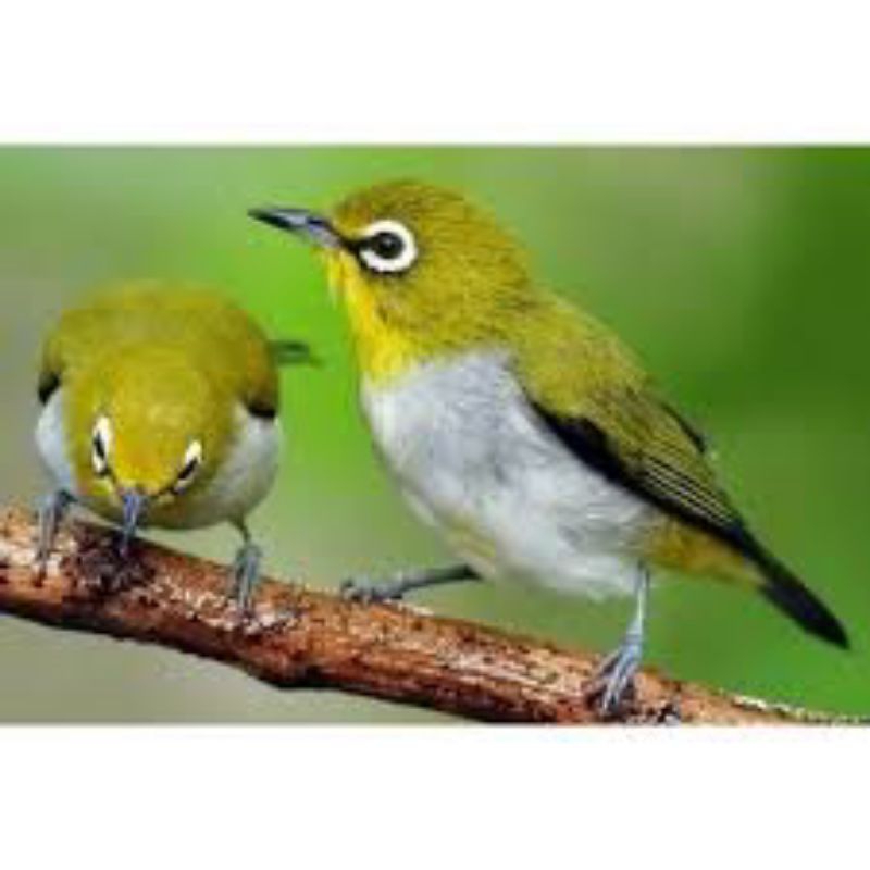 Pleci dakun sulawesi