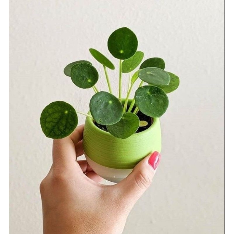 tanaman hias pilea - paperomia pilea