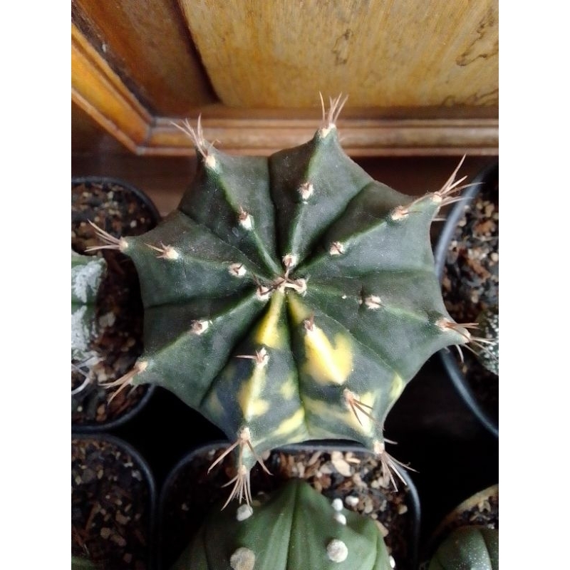 Gymnocalycium varigata & G. Mihanovichii varigata