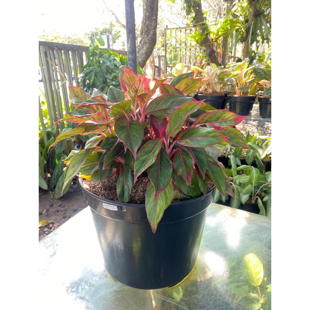 Tanaman hias aglonema lipstik pot besar