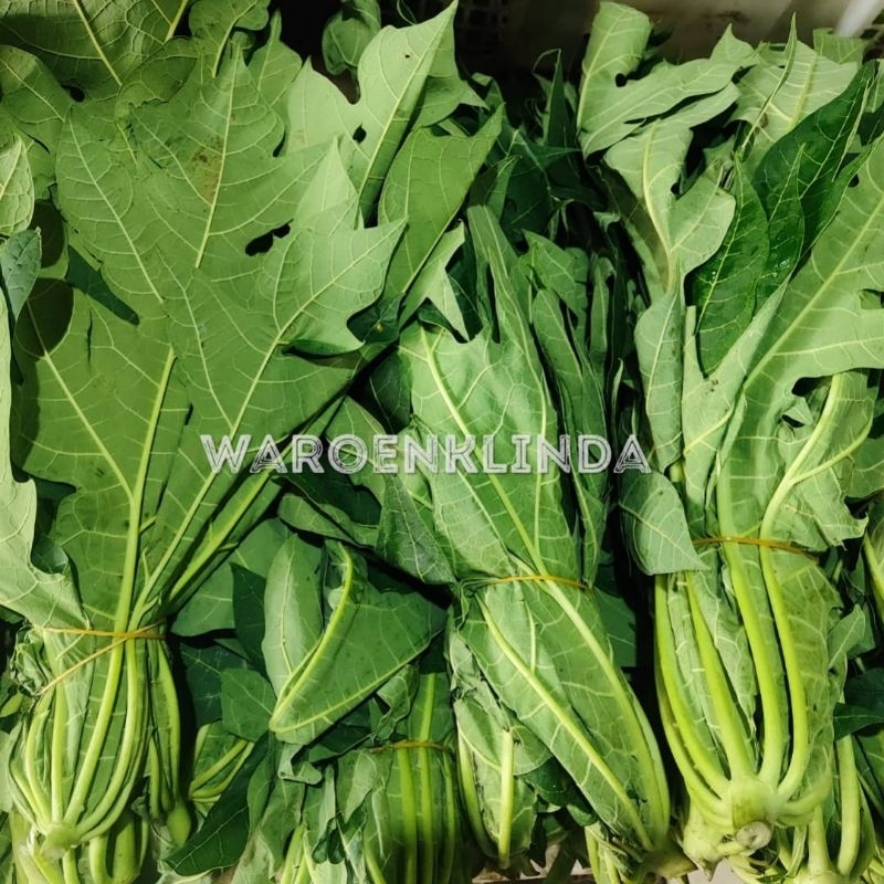 

Daun pepaya pahit / daun paya pait per 1 ikat