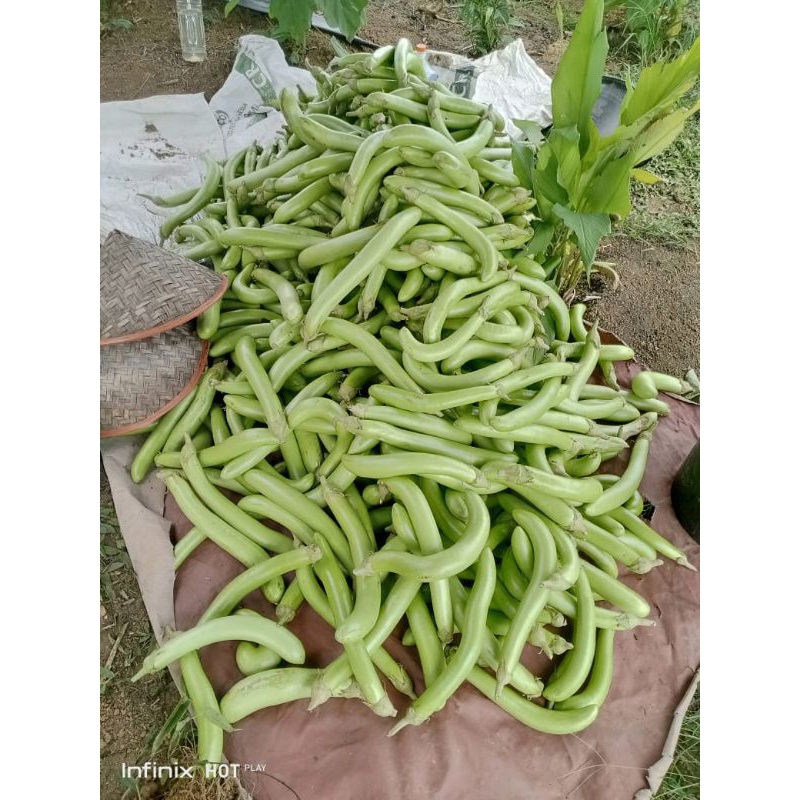 

terong hijau panjang lezat 500g