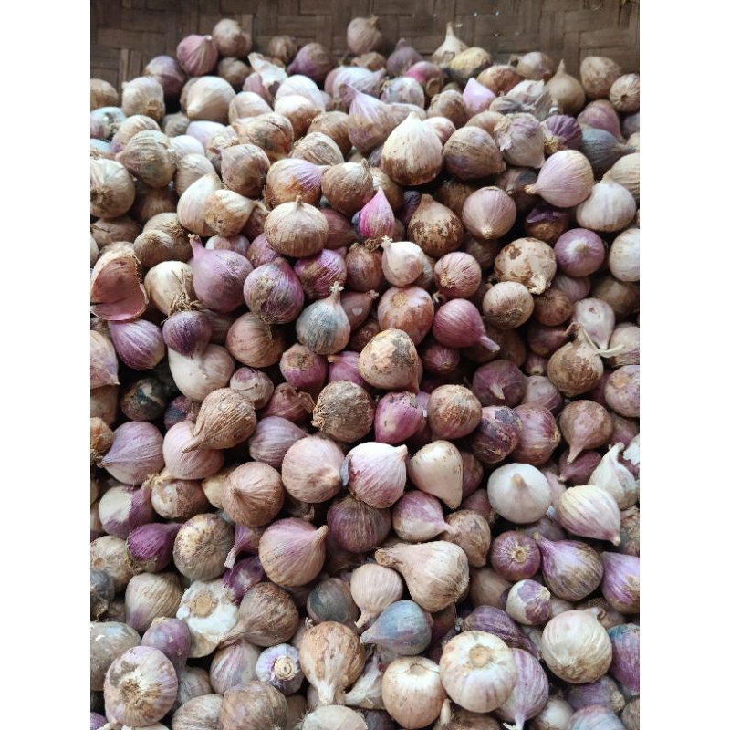 

Bawang putih tunggal 250 gram sedang