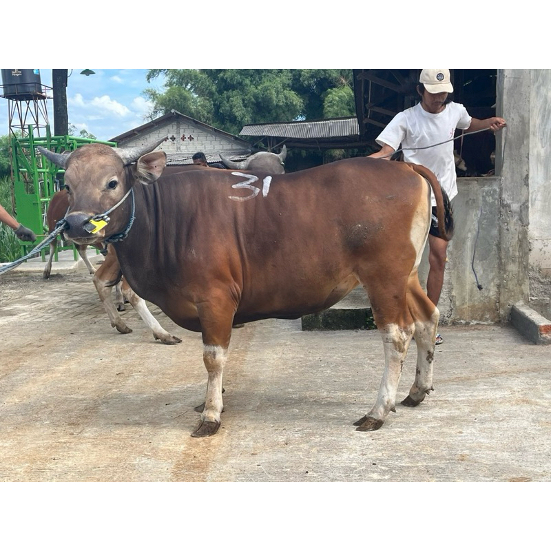 

SAPI KURBAN [WAJIB CHAT ADMIN✅]