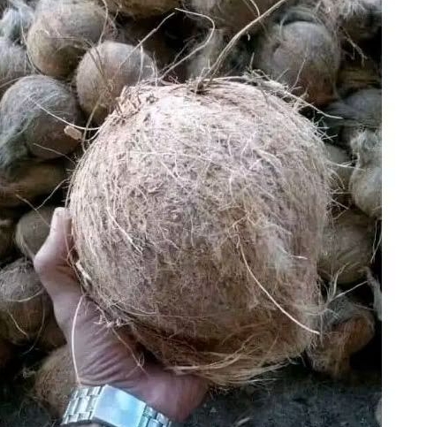 

Kelapa Tua Utuh Satu Butir Untuk Santan Masih Fresh Bisa COD