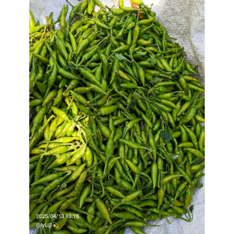 

CabeRawitHijau
