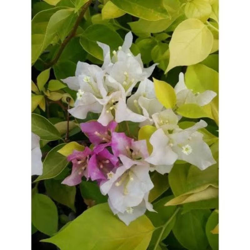 bibit bunga bougenville import kelisha