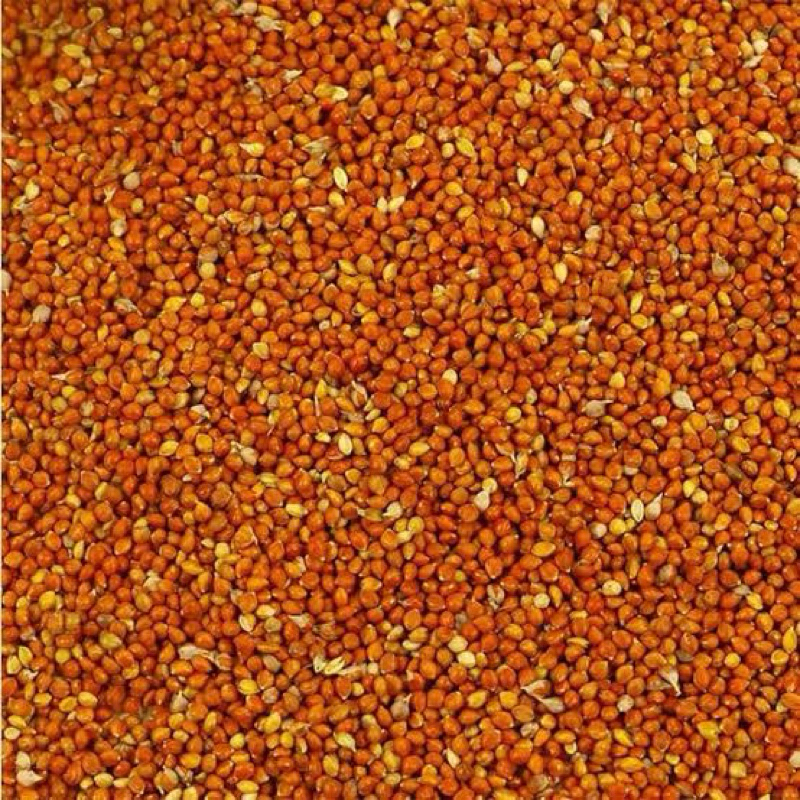 OTEK BANGKOK JEWAWUT Pakan Burung perkutut, Parkit, Finch