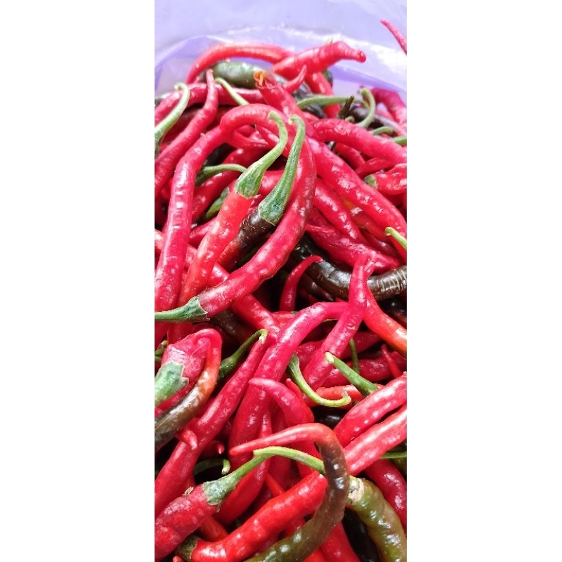 

CABAI KERITING MERAH CABE KERITING MERAH