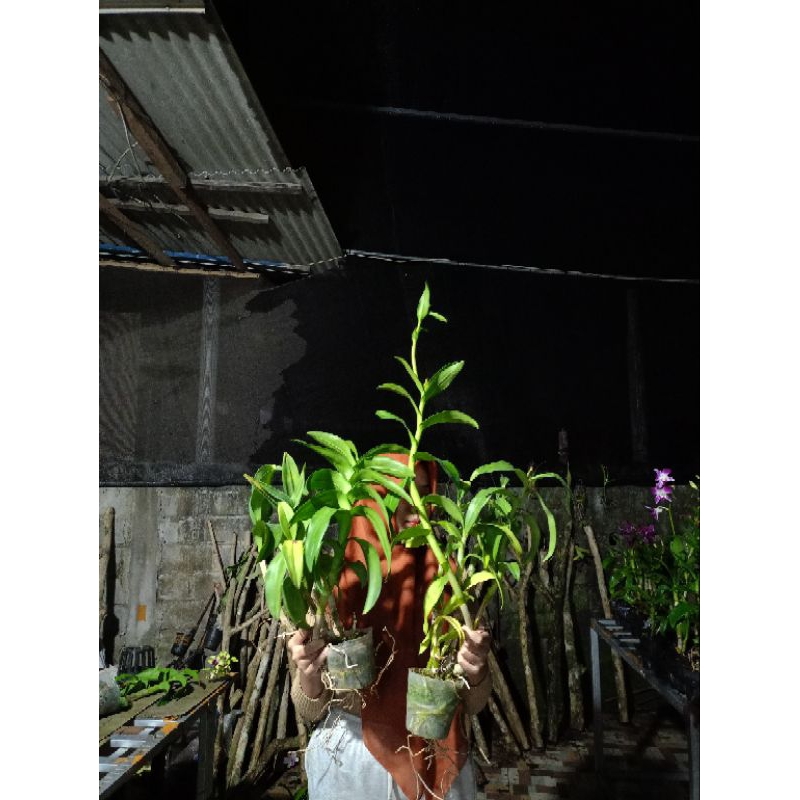 anggrek dendro dewasa (TT)
