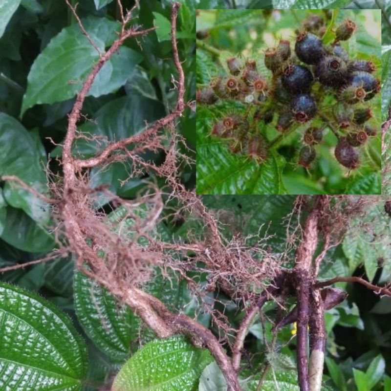 

Akar harendong bulu atau senggani bulu segar 500 gram