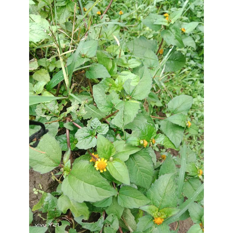 

daun jotang segar 250/gram