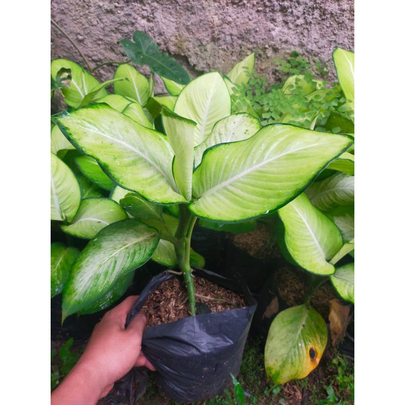 Tanaman Hias Diven Tisu - Pohon Diven Tisu