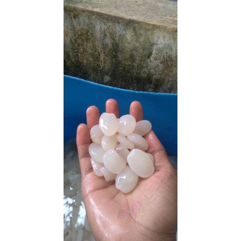 

kolang Kaling super 1kg