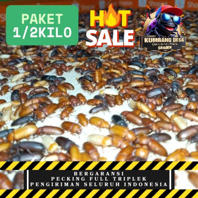 

Kumbang kepik Ulat Hongkong 1/2Kilo