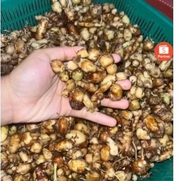 

KENCUR FRESHH BUAT SEBLAK COCOK POL