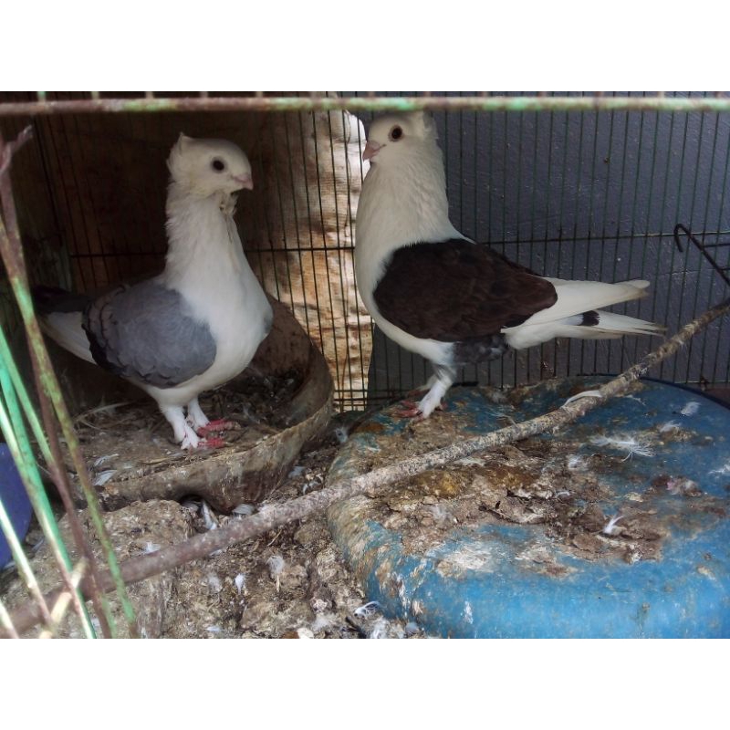 merpati santinet sepasang indukan