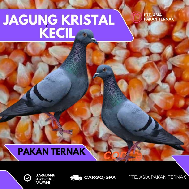 

JAGUNG KRISTAL pakan burung Merpati/Dara 1 kg