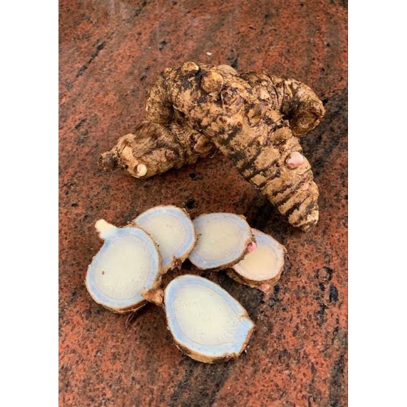 

TEMU IRENG/KUNYIT HITAM/TEMU HITAM SEGAR FRESH 500 Gram