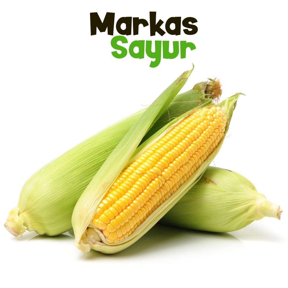 

Jagung Manis Fresh - Markas Sayur