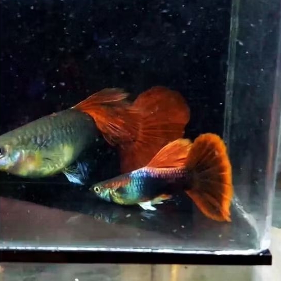 aksesoris Guppy HB Red Rose Cauliflower