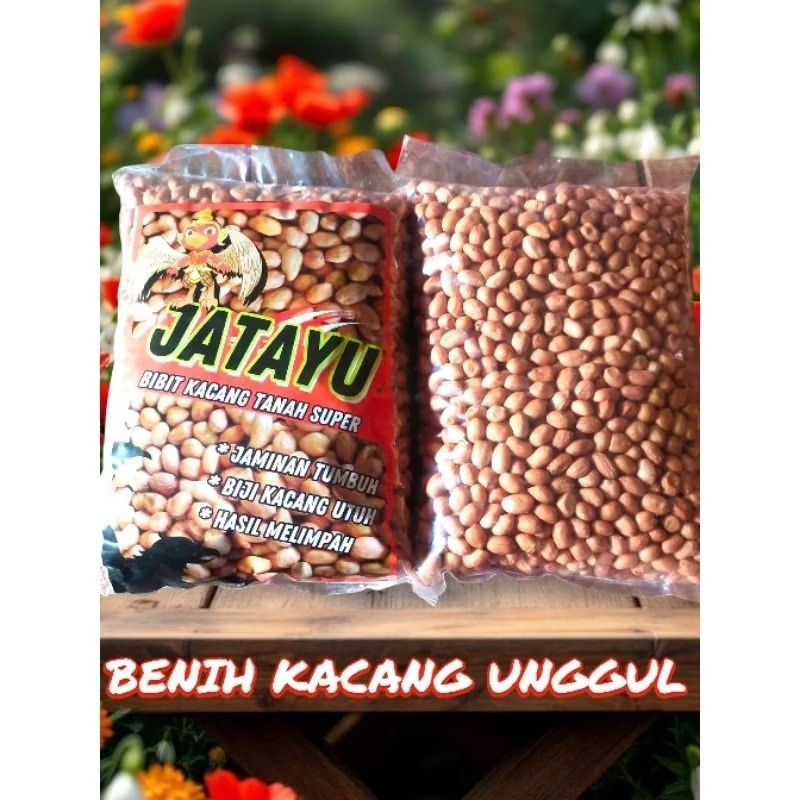 

1 kg benih kacang tanah super jumbo (kacang Jatayu) siap untuk di tanam