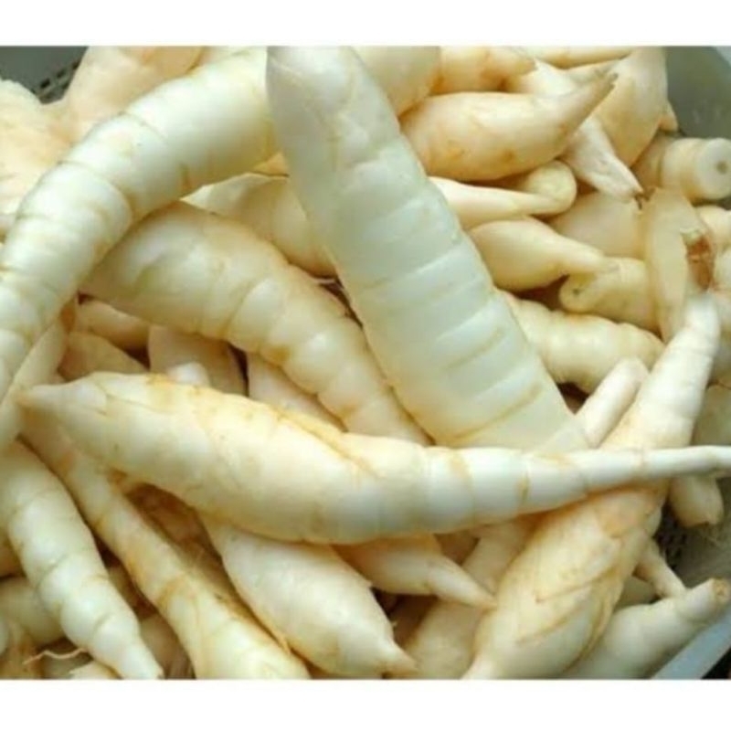 

Ubi sagu ubi garut segar organik 1kg