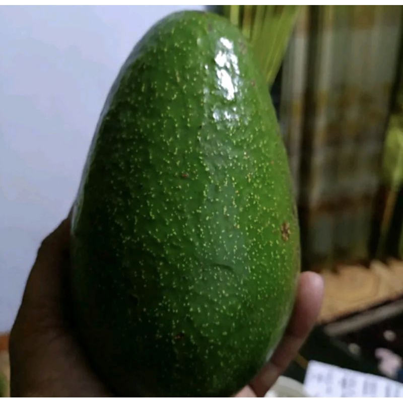 

Alpukat Mentega Muria berat 1 kg dikirim dari kudus Jawatengah