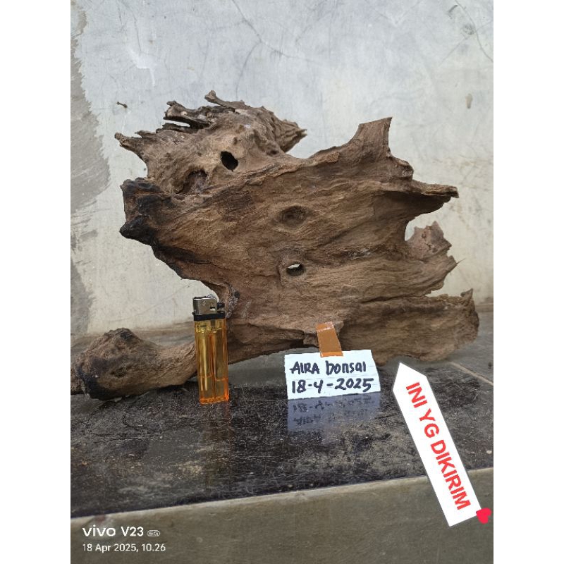kayu rentek untuk aquascape aquarium real pict