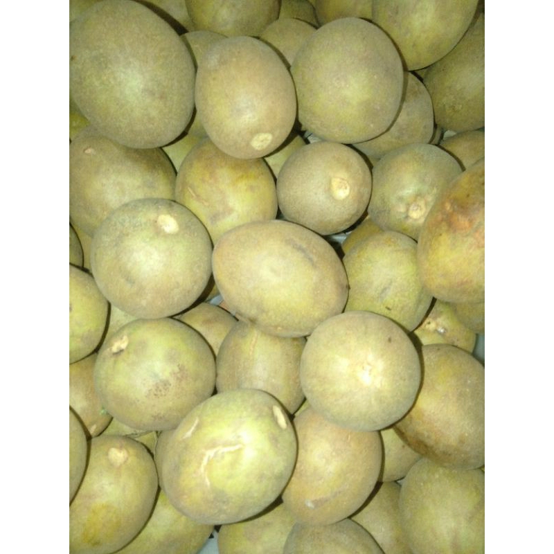 

BUAH SAWU SAWO Segar manis