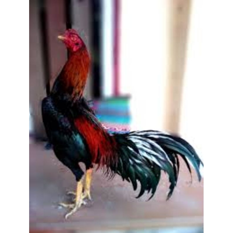 

Telur ayam Bangkok Petarung siap untuk ditetaskan