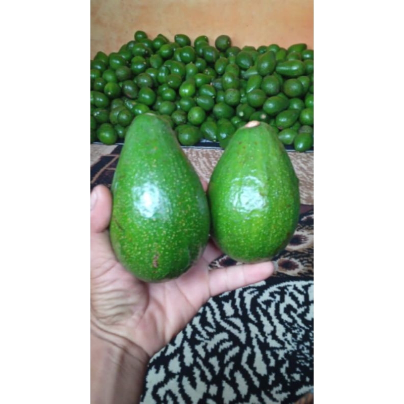 

alpukat mentega tua kuning mentah.super peresh 1kg buah