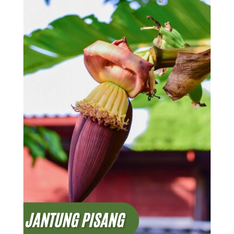 

Jantung Pisang , Otong Pisang.