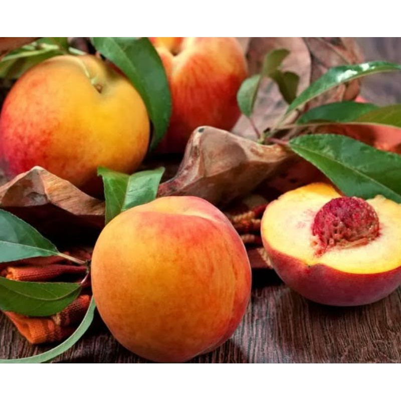 Bibit Peach Holland okulasi valid