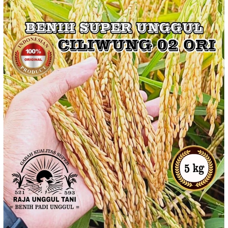 HARGA 5KG BENIH PADI CILIWUNG 02 SUPER JUMBO UNGGUL GABAH   BERKUALITAS ORIGINAL BAYAR DI TEMPAT COD