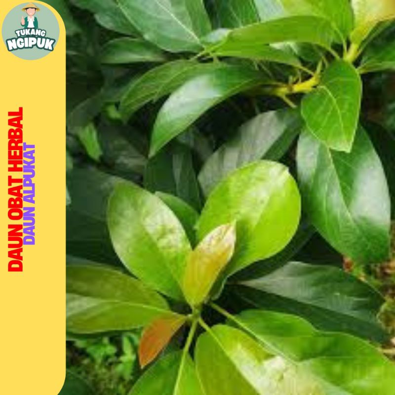 

Paket Hemat 20 Lembar Daun Alpukat Segar Obat Herbal Tradisional
