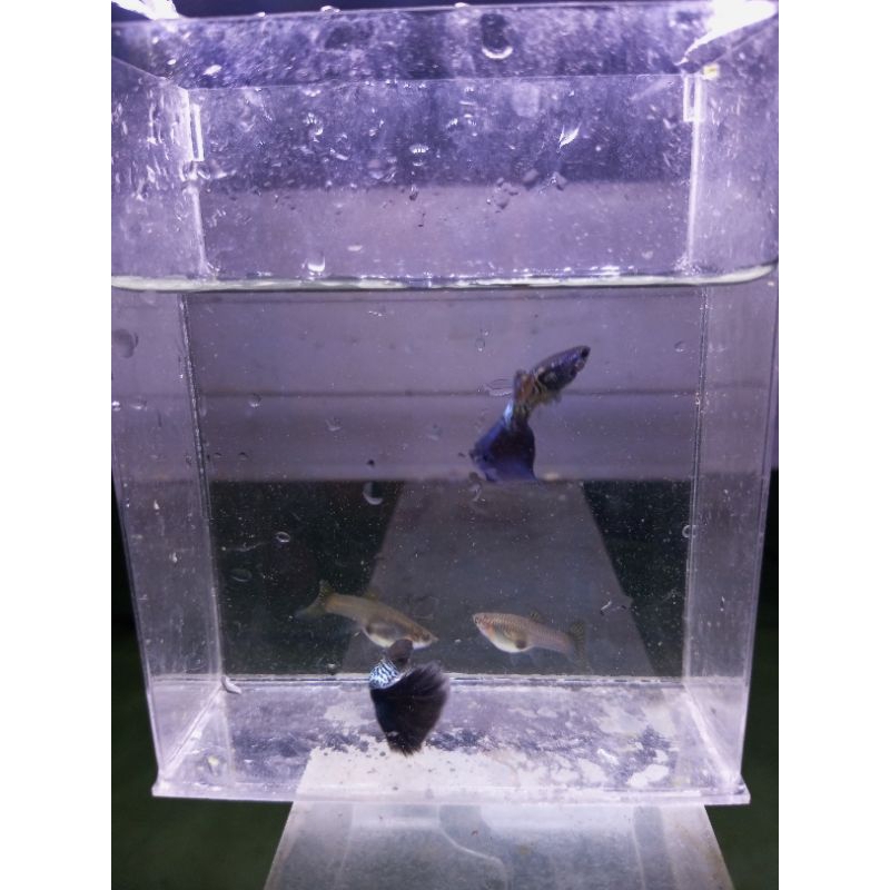 Guppy MSSBT(Metal Snake Skin Blue Tail)