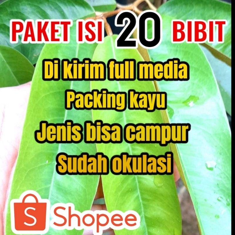 BIBIT DURIAN PAKET ISI 20 BIBIT DURIAN UNGGULAN