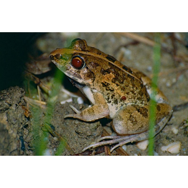 Katak sawah pakan hidup