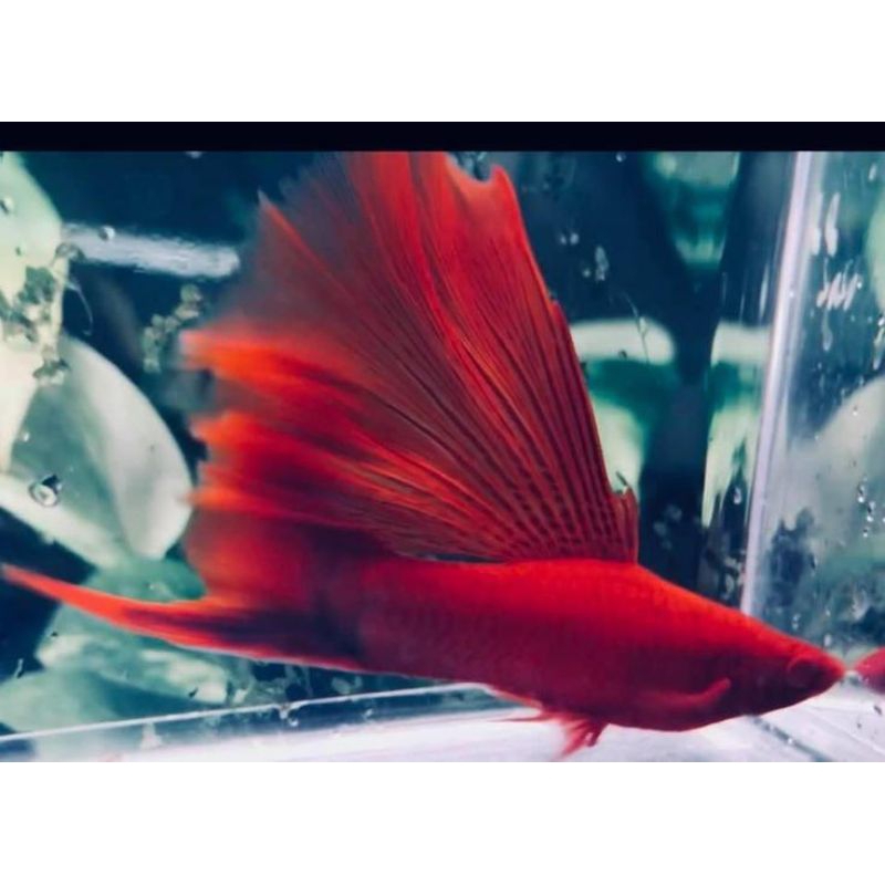 HIASAN AQUARIUM PLATY BLOOD RED