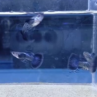 Hiasan akuarium Guppy purple dragon big ear